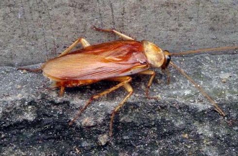 日常生活中常見的害蟲有哪些？